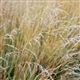 Grassy Field Corners or Blocks (CAHL3, CAHL4 & CIGL3)